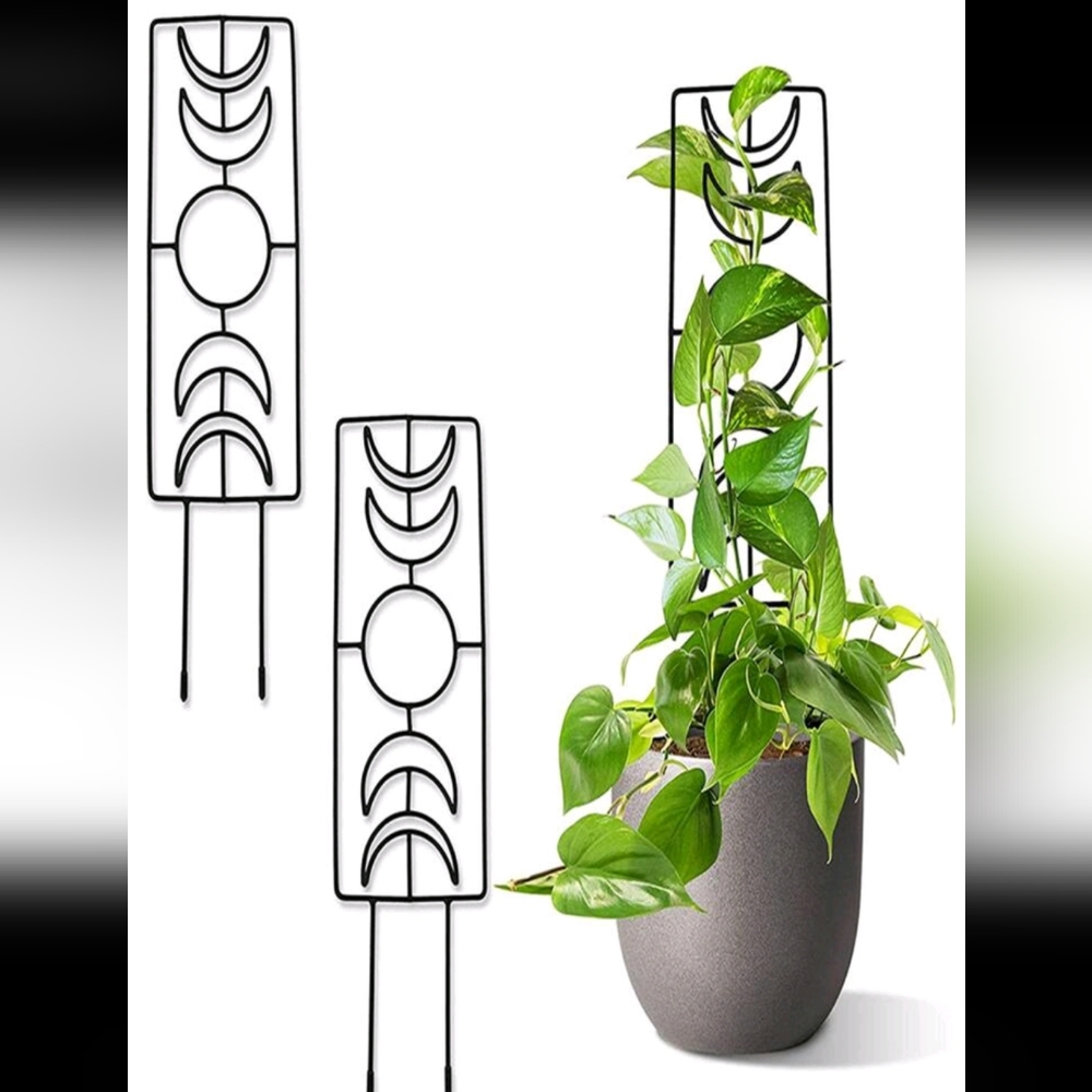 Moon Plant Decor